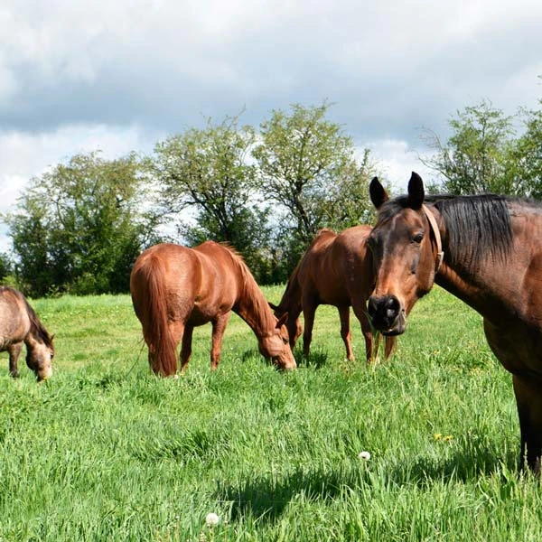 Pension pour chevaux à Perrier, Puy-de-Dôme
